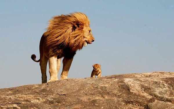 Большой лев с маленьким львенком