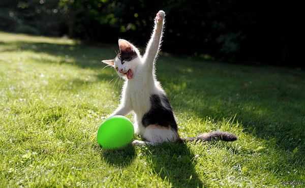 Котенок с воздушным шариком