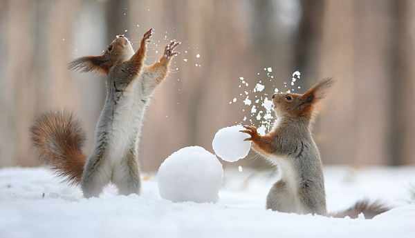 Белки играют в снежки