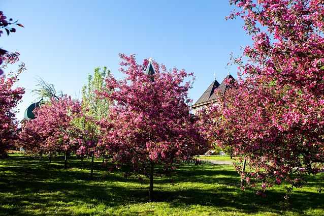 Цветущий яблоневый сад