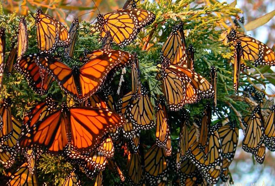 Данаида монарх | Мир животных и растений