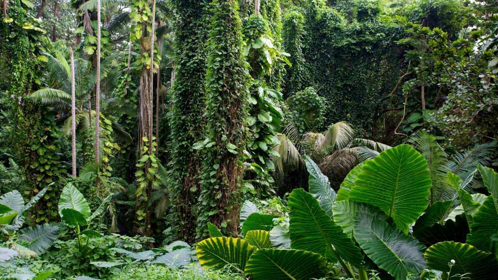 ценность тропических лесов