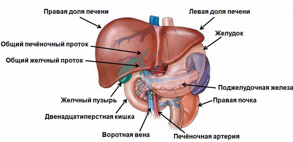 Анатомия Печени человека – информация:, строение печени человека ...