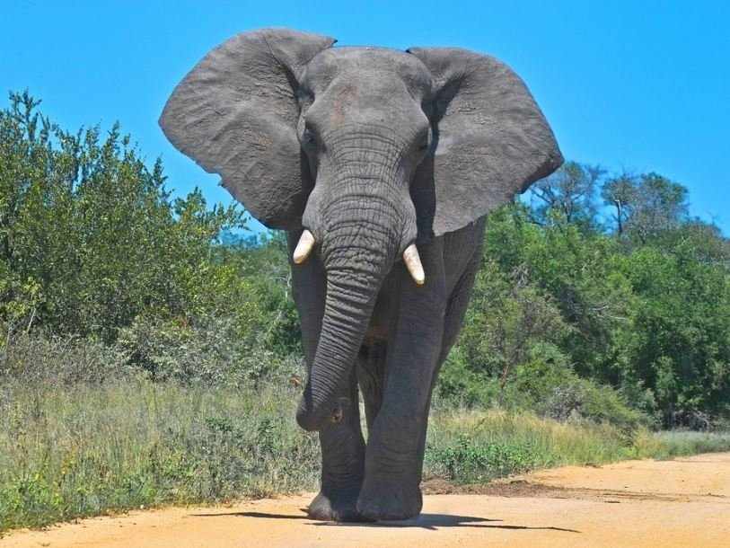 Краткая информация о слоне
