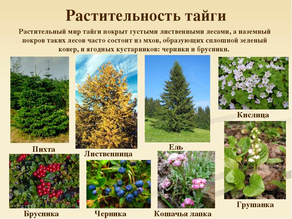Презентация по биологии на тему Природные зоны России (5 класс)