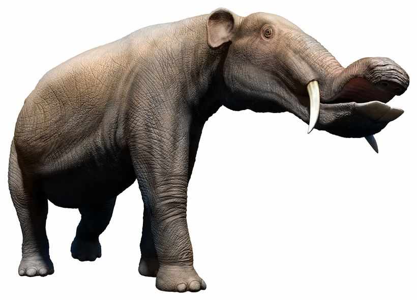 Четыре бивня и хобот в виде клюва: как выглядели древние предки слонов