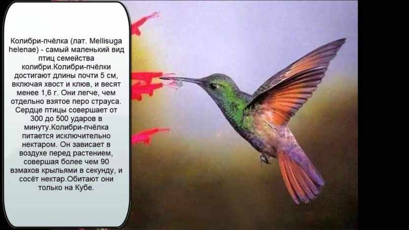 Колибри - 96 фото единственной птицы умеющей летать назад