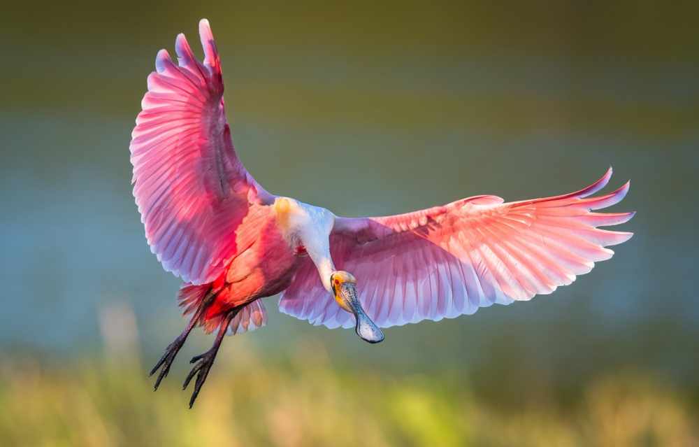 Обои птица, крылья, полет, ибис, розовая колпица картинки на рабочий ...