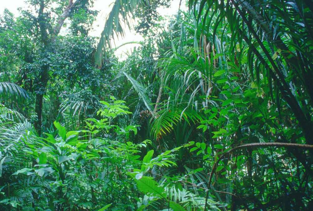 В Чем Состоит Ценность Тропических Лесов Эссе