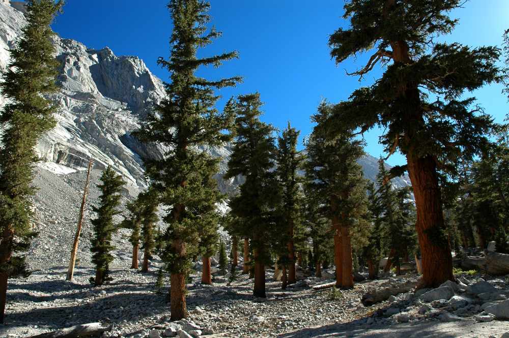 Pinus balfouriana - Wikimedia Commons