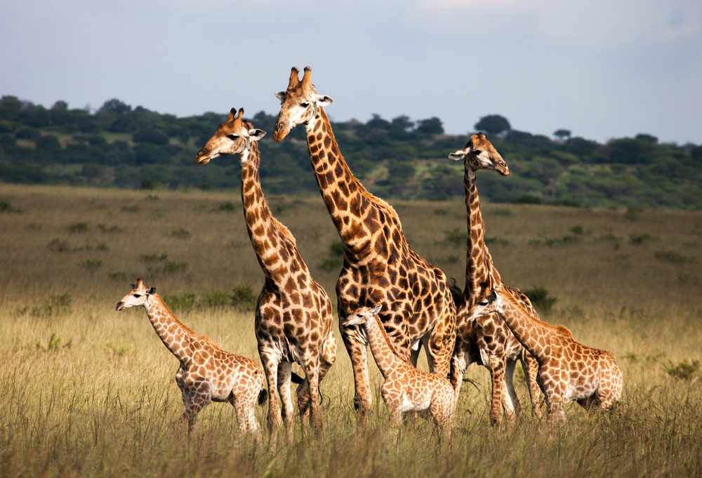 Жирафы оказались под угрозой вымирания | Новости | Вокруг Света