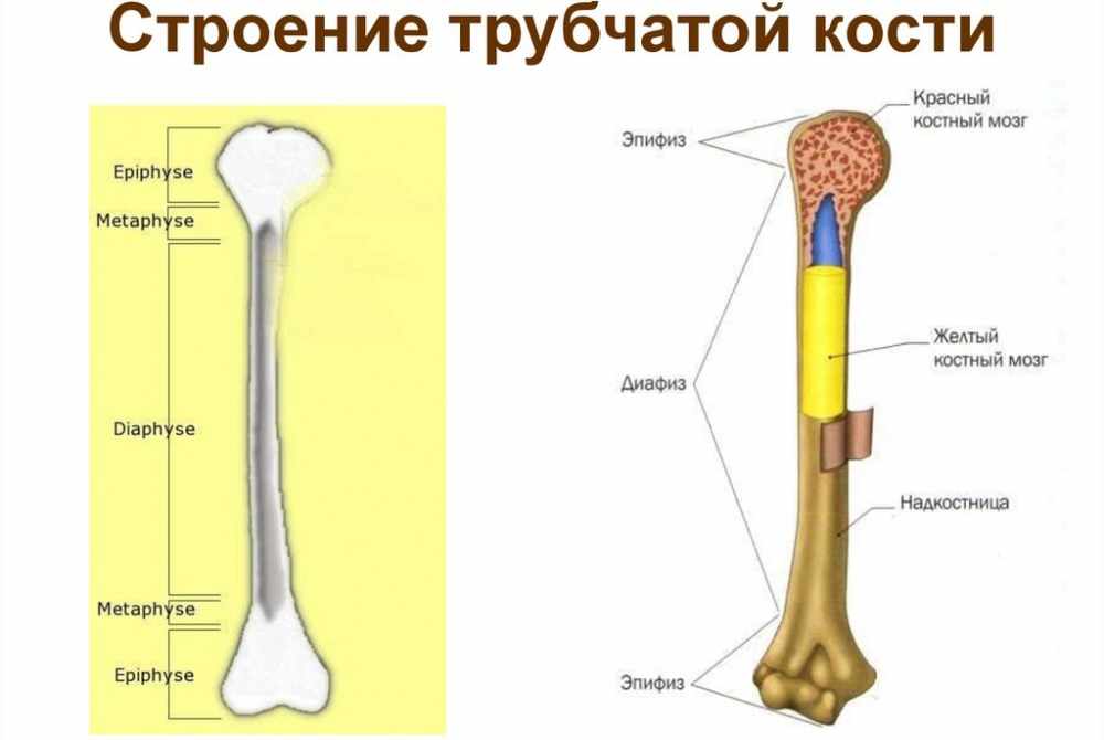 Кости и их соединения. (Лекция 5) - презентация онлайн