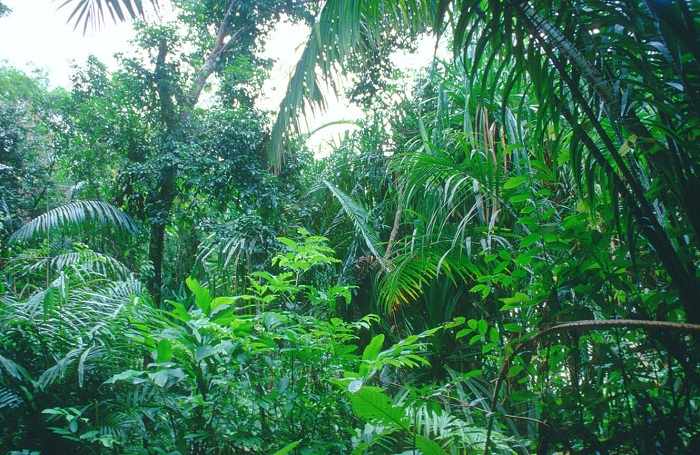 Влажные экваториальные леса Южной Америки (сельва): описание, фото ...