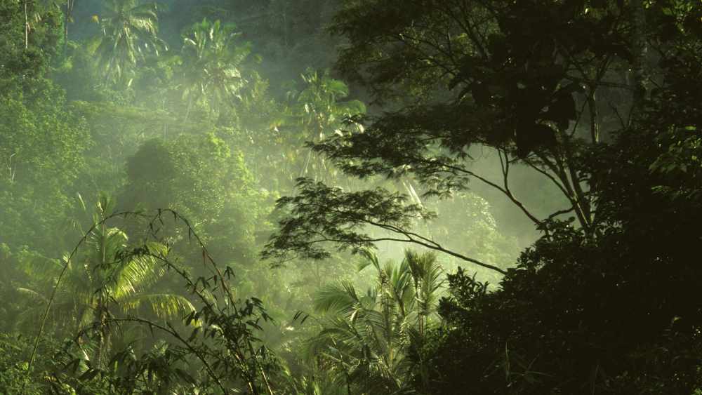 что такое влажные экваториальные леса (главный ключ)