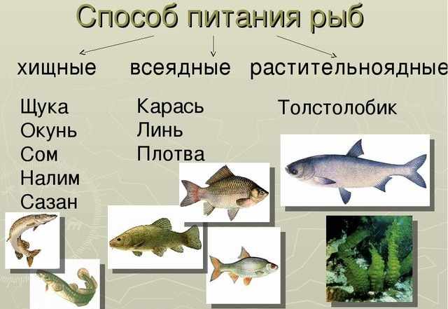 Презентация на тему Рыбы 2 класс по прогрмамме Перспективная ...