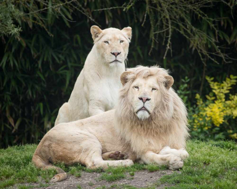 почему лев царь зверей