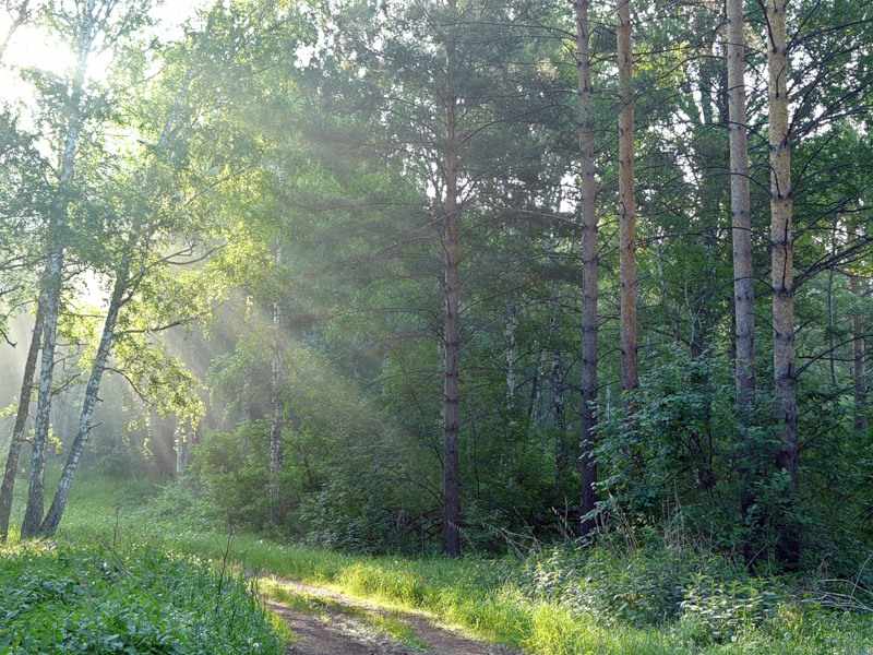 Смешанные леса: характеристика и особенности природной зоны ...