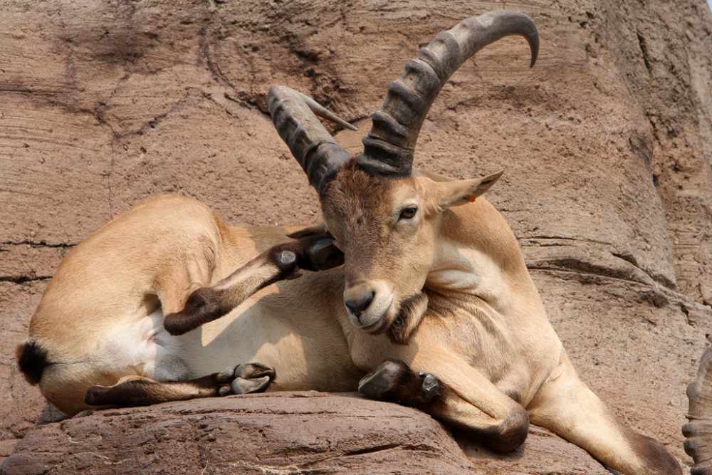 Кавказский горный козел: описание, рацион, размножение