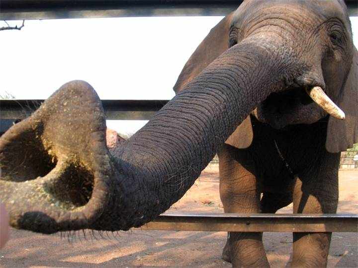 Зачем слону хобот