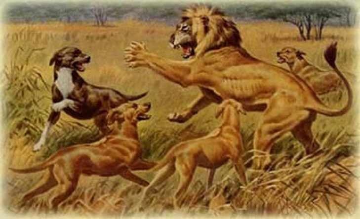 рассказ охота на льва