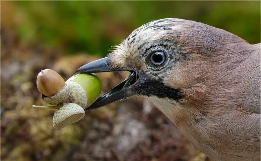 Птица сойка: как выглядит, чем питается, как размножается