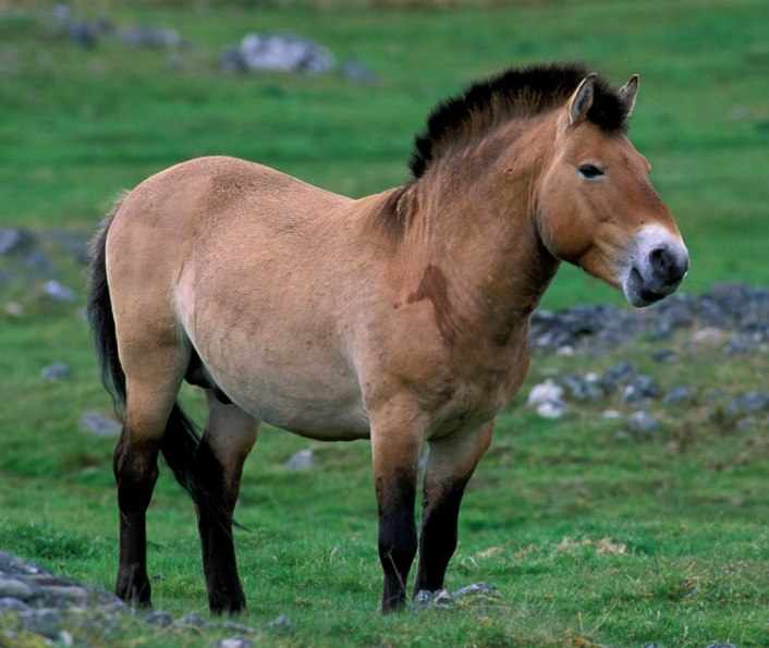 Чем интересна лошадь Пржевальского - описание животного, какие факты ...