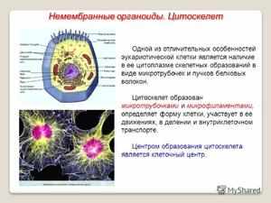 Микротрубочки для образования цитоскелета