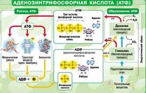 Химические реакции в молекуле АТФ