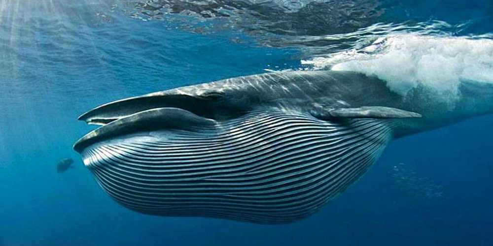 Животное синий кит - самое большое животное в мире