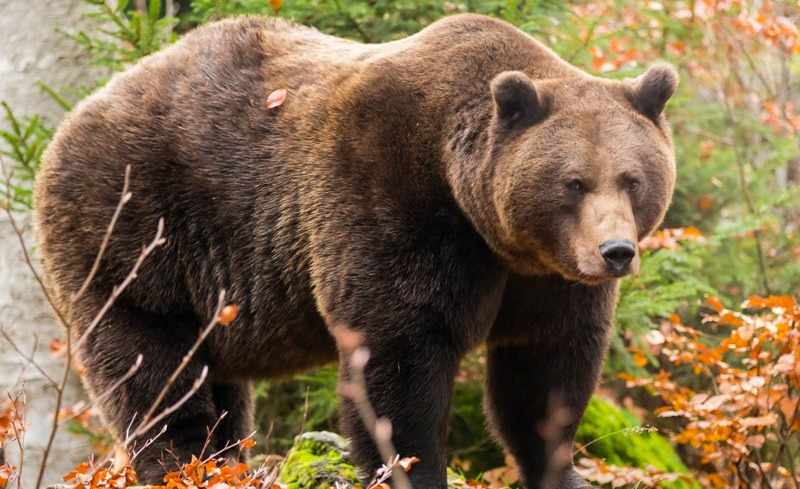 Бурый медведь | Животный мир | Туристический Кобрин