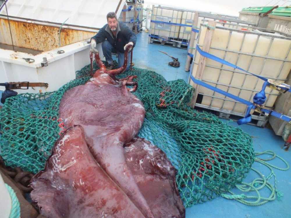 Гигантский кальмар размером с микроавтобус пойман в море Росса ...