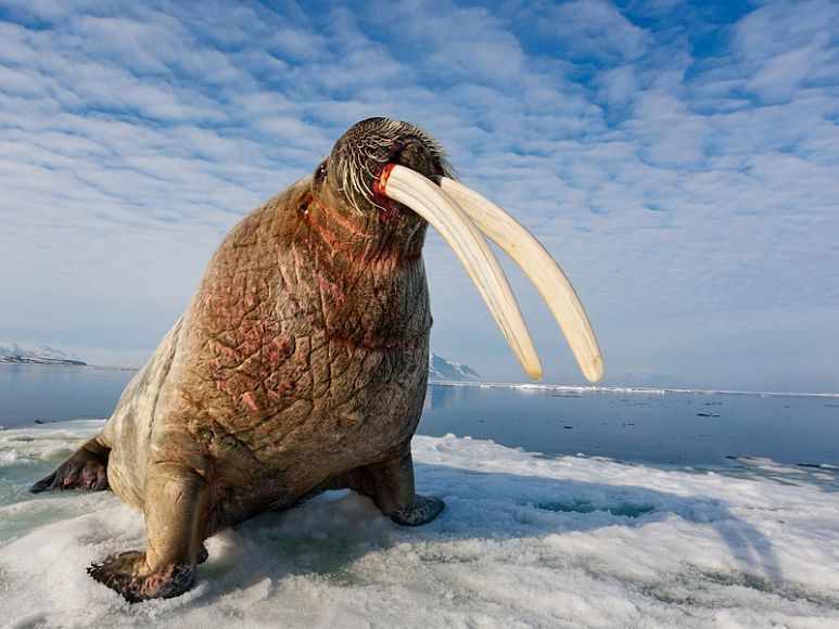 Атлантические моржи — National Geographic Россия