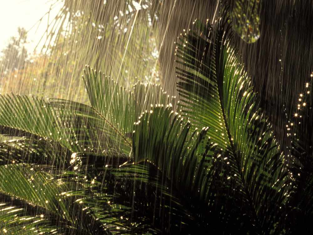 ценность тропических лесов