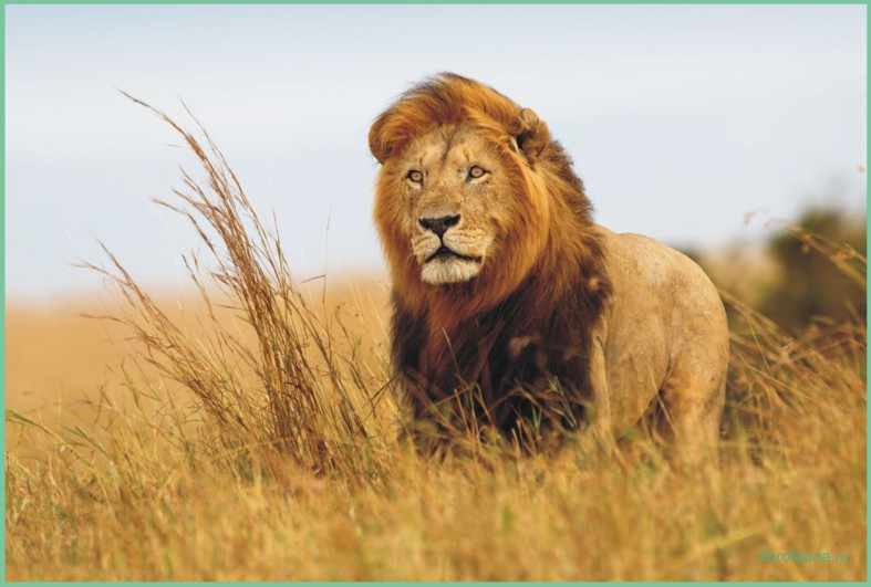 Лев, все о львах, про львов, лев животное, лев описание, лев африканский
