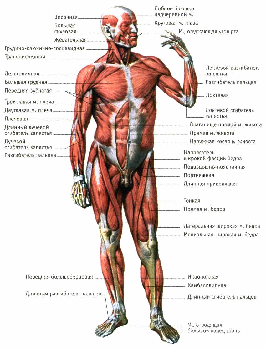 Мышцы тела человека (вид спереди)
