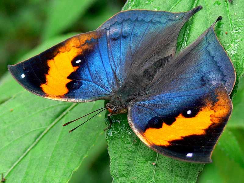 Экзотические бабочки Африки, Южной Америки, Азии и Австралии.: amazanga