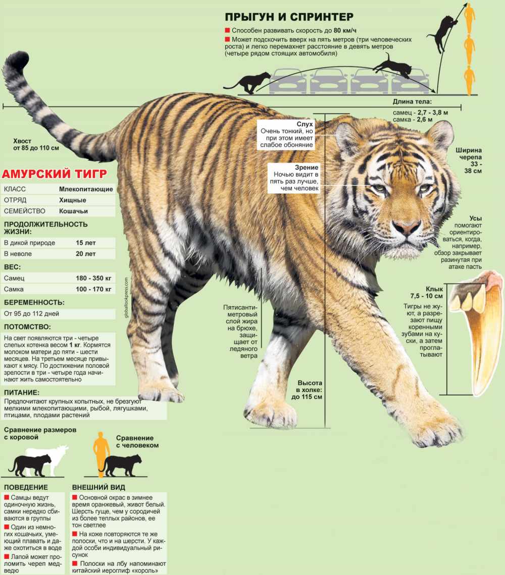 самый крупный тигр