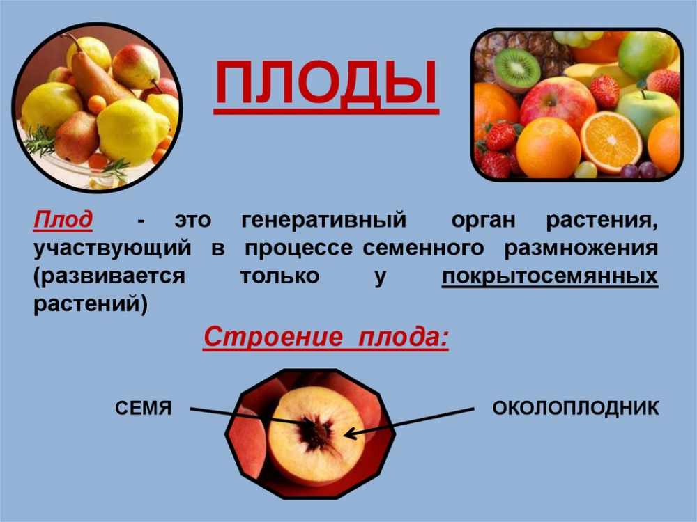 Плоды. Строение плода - презентация онлайн