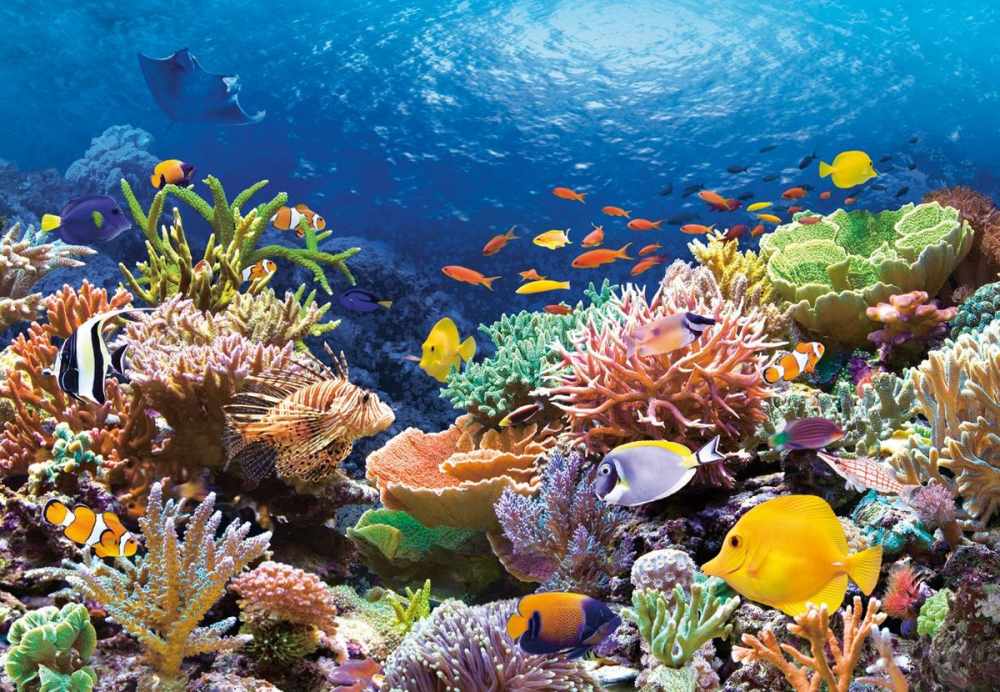 биологические богатства океана