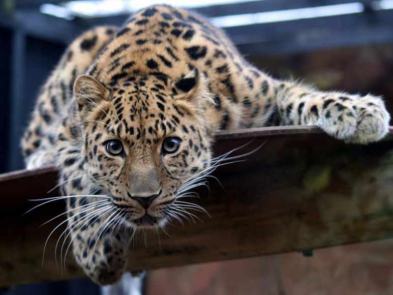 Дальневосточные леопарды: самые редкие дикие кошки — National ...