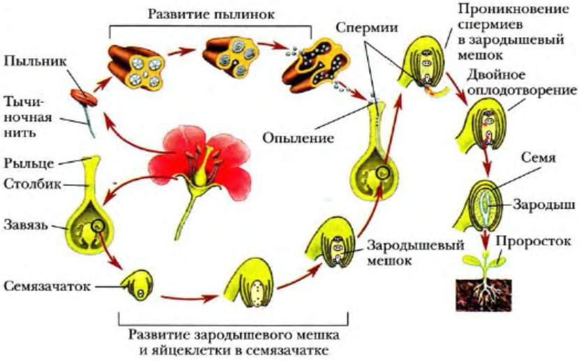 Размножение и оплодотворение у растений | Биология