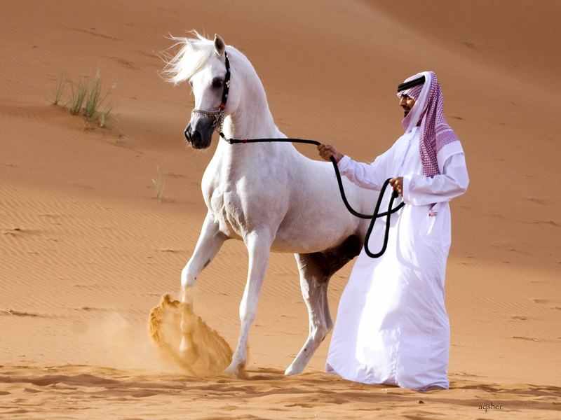 Арабы - для себя » Сайт о лошадях KoHuKu.ru