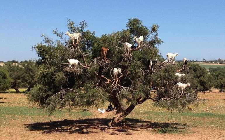 Аргания - Козлиное Дерево в Марокко