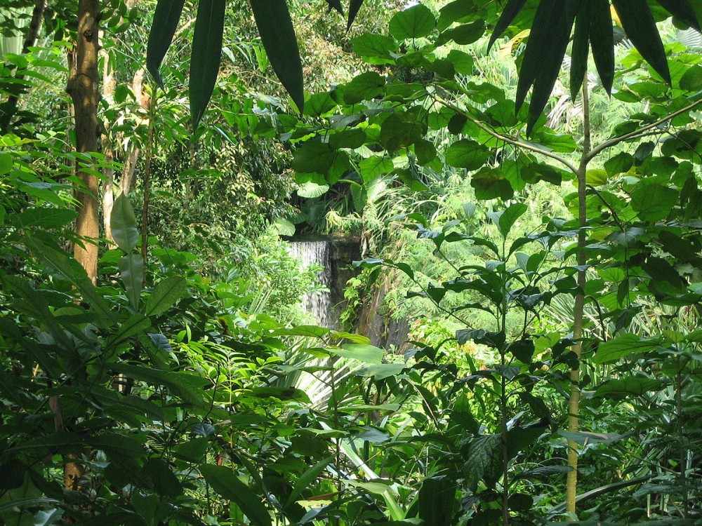 Влажные тропические леса Ацинананы — Википедия