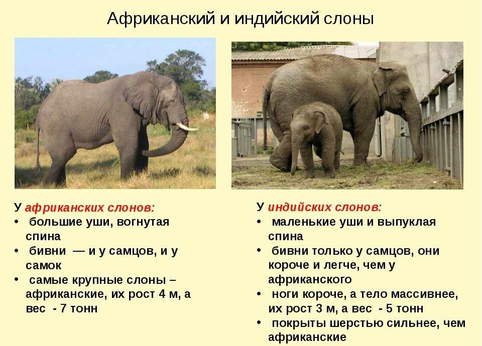 Урок по окружающему миру на тему Где живут слоны? Практическая . 