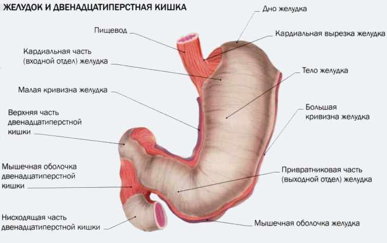 Анатомия желудочно-кишечного тракта (ЖКТ) | Meddoc
