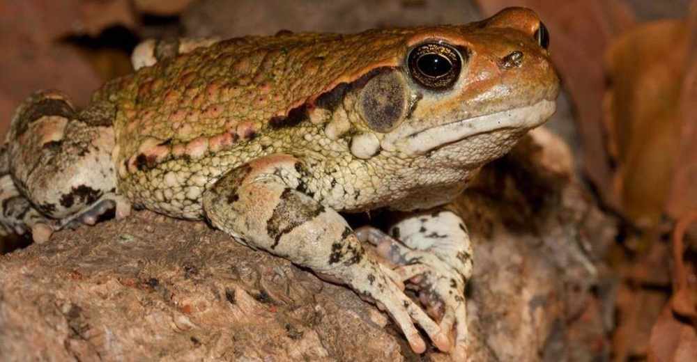 Африканская красная жаба – описание, где обитает, фото