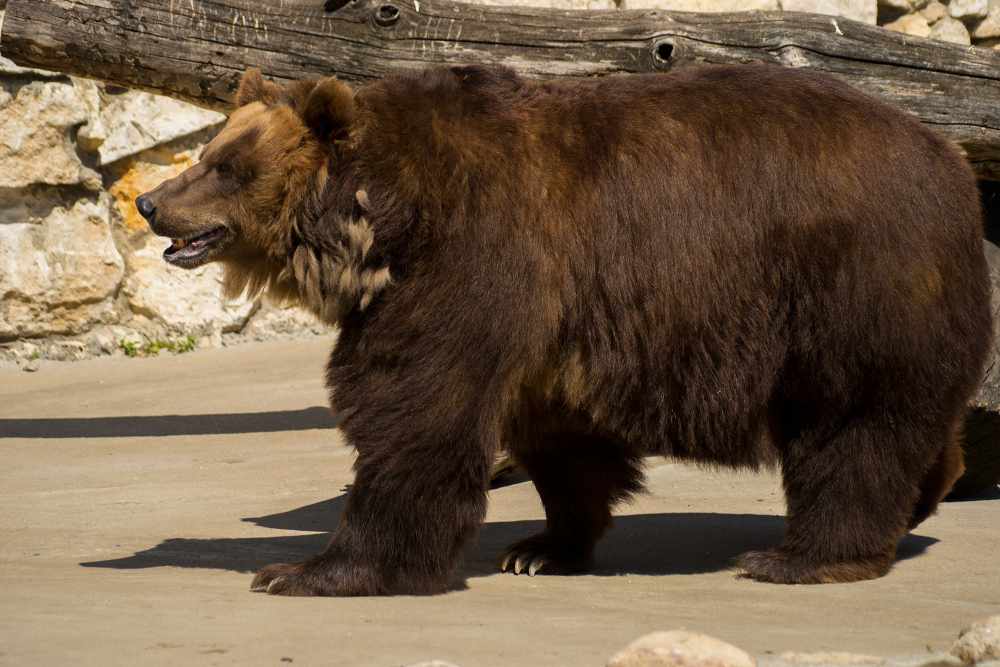 Бурый медведь - Wikiwand