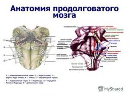 Продолговатый мозг: анатомия, строение ядер и функции