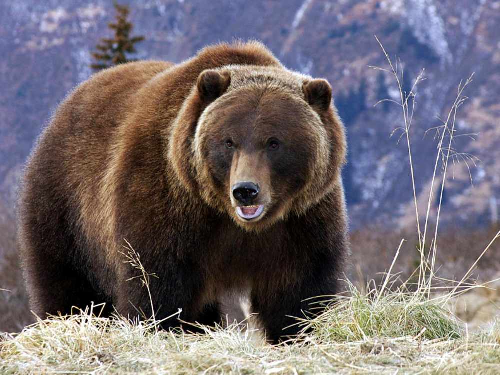 Бурый медведь краткая информация